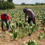 Working the land intelligently: a path to food sustainability