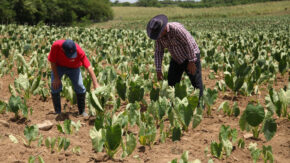 Working the land intelligently: a path to food sustainability