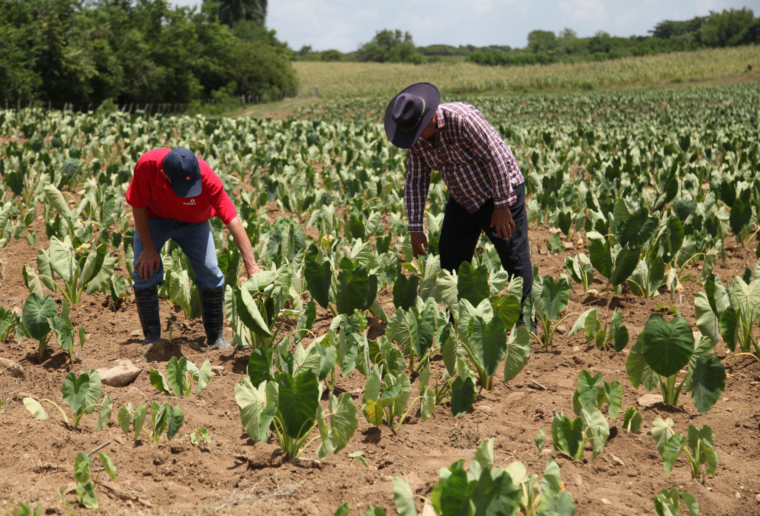 Working the land intelligently: a path to food sustainability