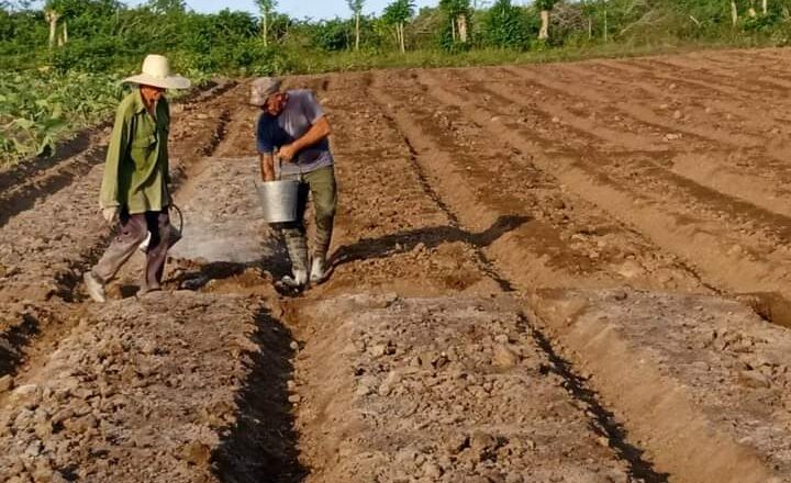 sancti spiritus tobacco Archives Faced With a Disastrous Planting