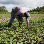 The farmers’ busy winter