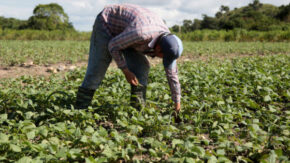 The farmers’ busy winter