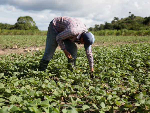 The farmers’ busy winter