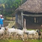 Female empowerment among goats in Yaguajay