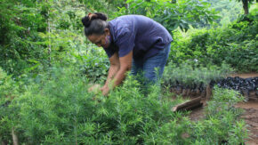 Caring for the forests is caring for Cuba’s future (+ photos)