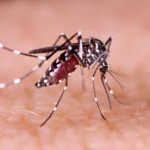 Health surveillance strengthened to the first cases of chikungunya in Sancti Spíritus.