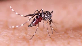 Health surveillance strengthened to the first cases of chikungunya in Sancti Spíritus.