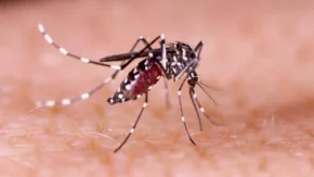 Taking care and helping others against Chikungunya