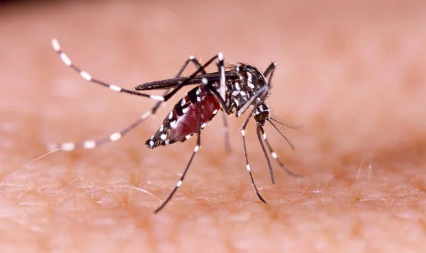 Health surveillance strengthened to the first cases of chikungunya in Sancti Spíritus.