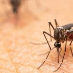 Arboviral diseases under control in Sancti Spíritus