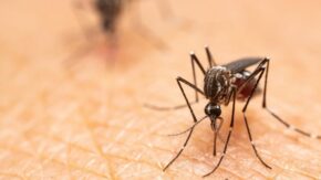 Arboviral diseases under control in Sancti Spíritus