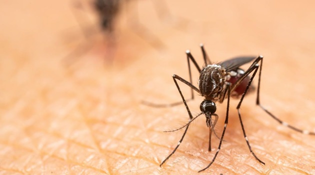 Arboviral diseases under control in Sancti Spíritus