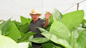 Farmers from Sancti Spíritus, an indestructible family without schedules (+ photos)