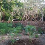 La Mulata Farm demonstrates that another type of agriculture is possible