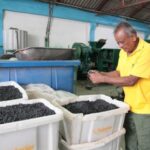 Diversification and chaining merge at the Sancti Spiritus Beekeeping Development Center