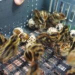 When science breaks out of its shell (+ Photos)