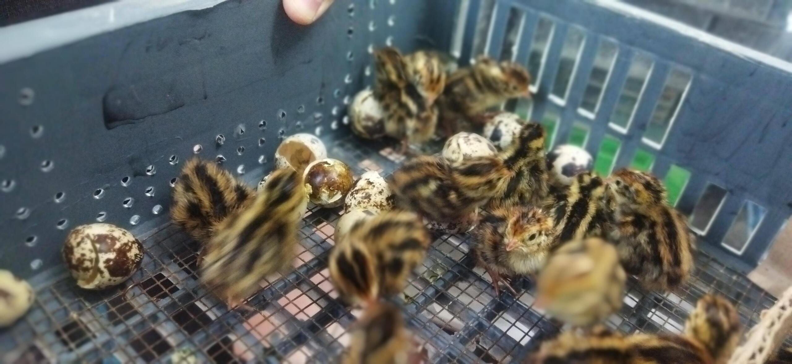 When science breaks out of its shell (+ Photos)