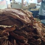 Sancti Spíritus promotes export-strength tobacco (+Photos)