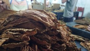 Sancti Spíritus promotes export-strength tobacco (+Photos)