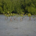 Mangroves, an essential bulwark for the Tunas de Zaza ecosystem