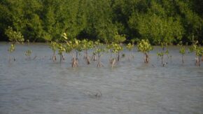 Mangroves, an essential bulwark for the Tunas de Zaza ecosystem