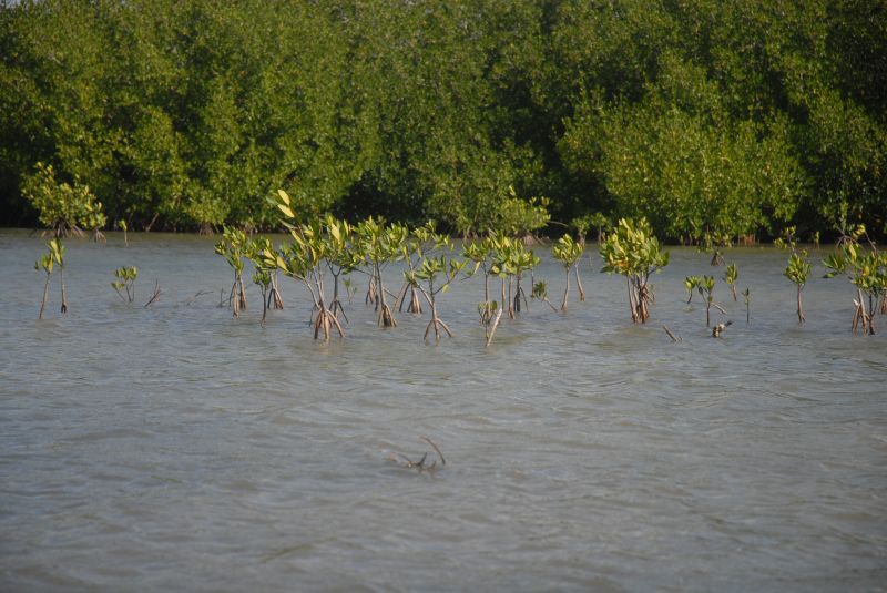Mangroves, an essential bulwark for the Tunas de Zaza ecosystem