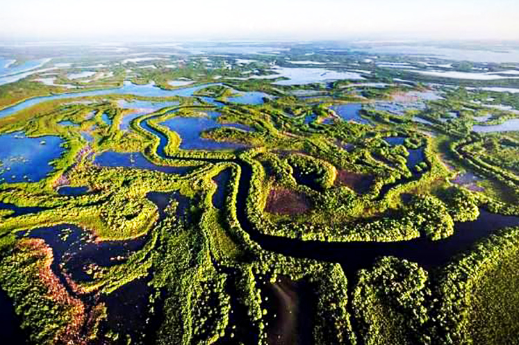 Wetlands: green lungs and natural shields