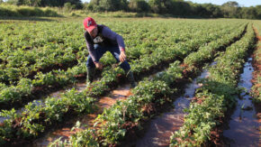 Seed Farm in Yaguajay municipality
