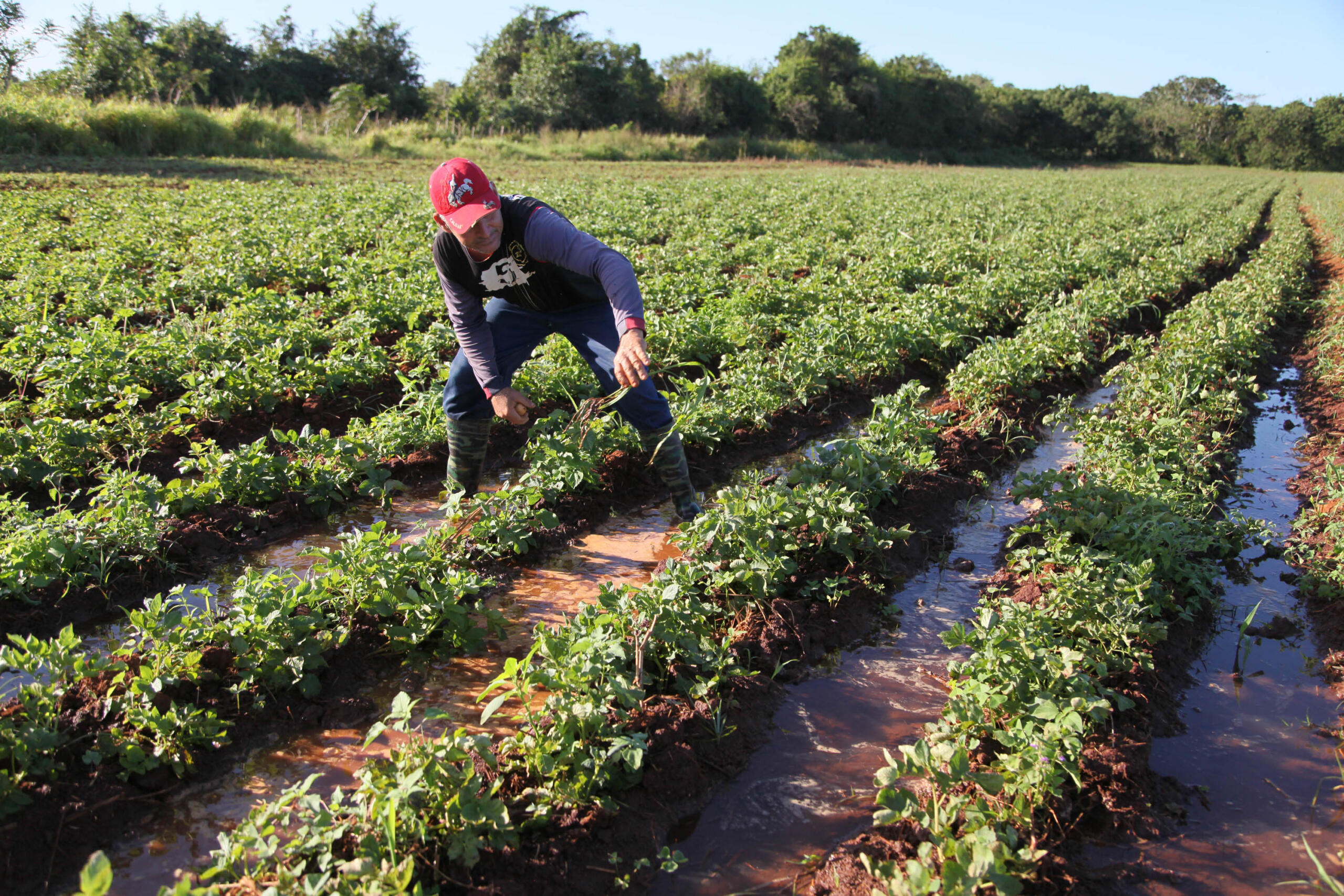 Seed Farm in Yaguajay municipality