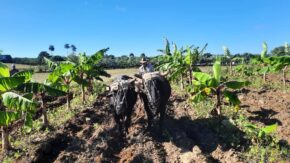 Osmel Pérez and his reasons for making the land produce