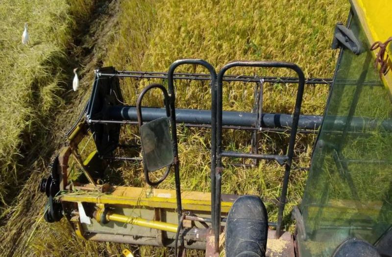 Rice harvesting campaign begins in Sur del Jíbaro