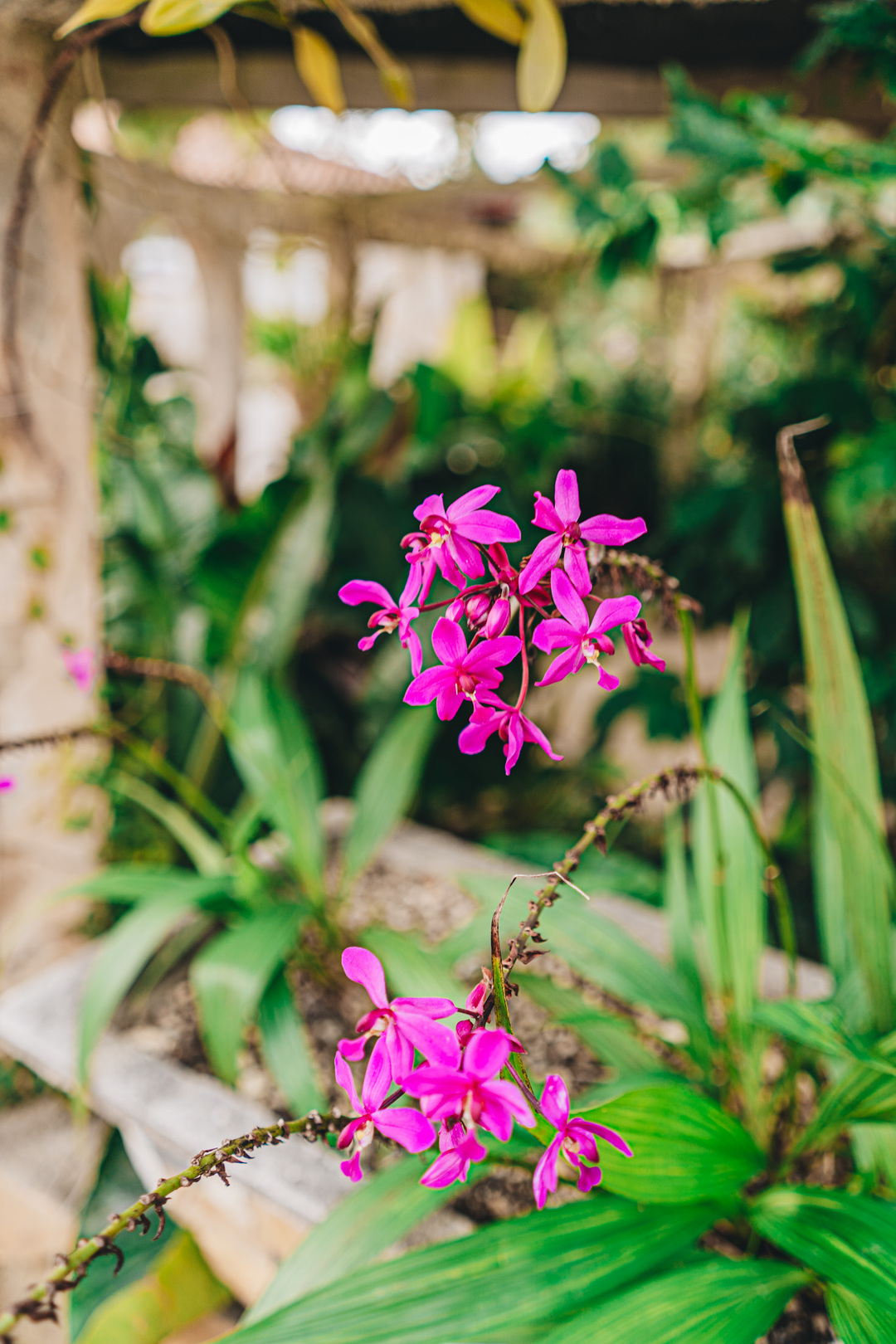Soroa Orchid Garden