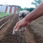 Cold-weather crops warm up in Taguasco