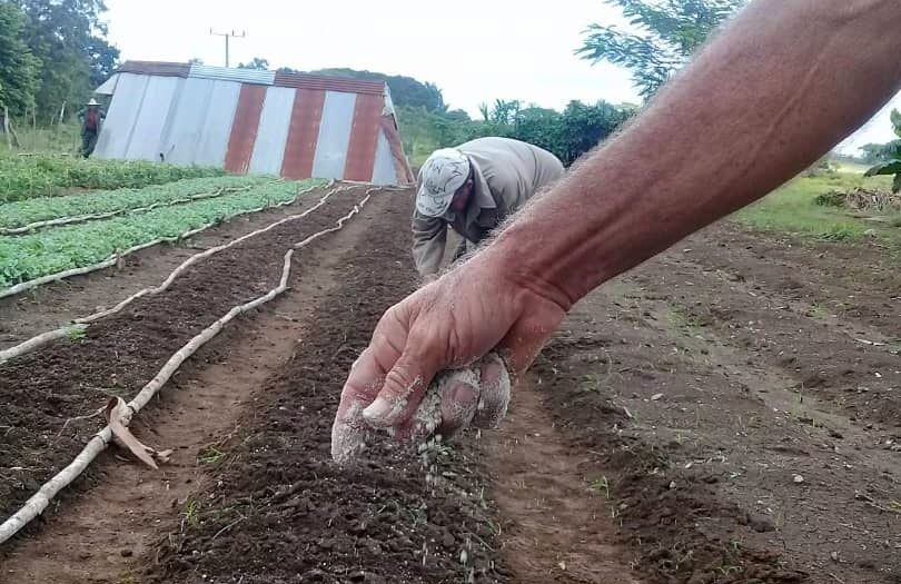 Cold-weather crops warm up in Taguasco