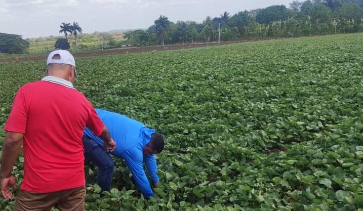 Greening the Fields in Sancti Spíritus
