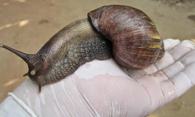Giant African snail, a latent danger
