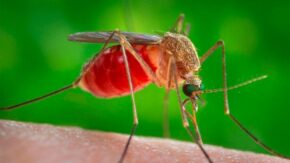 Arboviruses maintain a high incidence in Sancti Spíritus