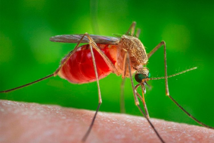 Arboviruses maintain a high incidence in Sancti Spíritus