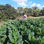 New generation of tobacco farmers on the Viñas farm
