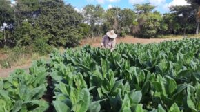 New generation of tobacco farmers on the Viñas farm