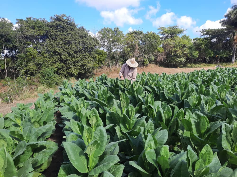 New generation of tobacco farmers on the Viñas farm