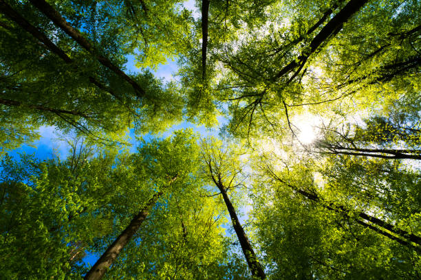 Forests celebrate their day