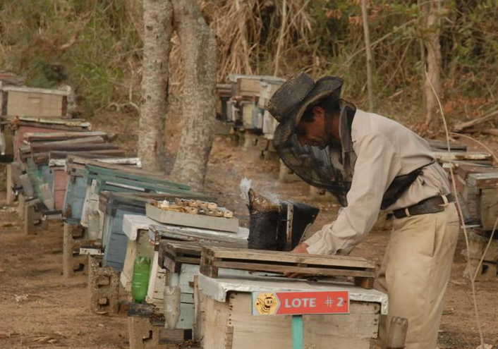 Increased Organic Honey in Mountainous Areas of Trinidad to Strengthen Exports