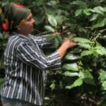 Women from the Heights