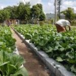 Urban, suburban and family agriculture contribute to the performance of the people of Sancti Spiritus