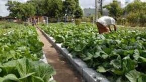 Urban, suburban and family agriculture contribute to the performance of the people of Sancti Spiritus