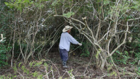 Revelations from the Marabouzal