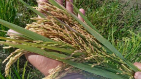 Engaged in experimental studies at the Sur del Jíbaro Grain Station