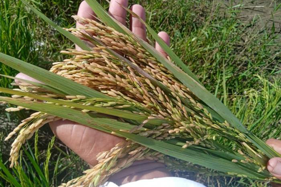 Engaged in experimental studies at the Sur del Jíbaro Grain Station