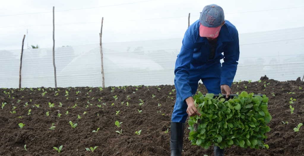Tobacco production shows signs of progress in Sancti Spíritus
